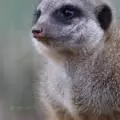 Vojtěch Němec  - avatar